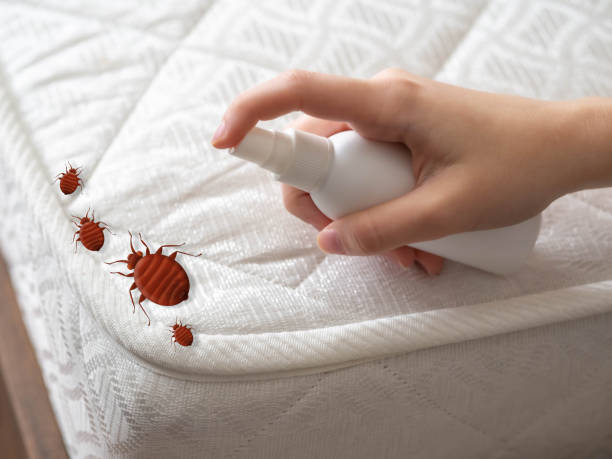 Best Flea Control Services  in Mechanicsville, VA